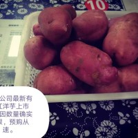 五丰红洋芋供应