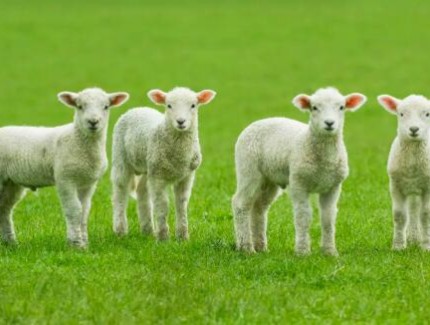 防治羔羊腹泻和羔羊肺炎方法