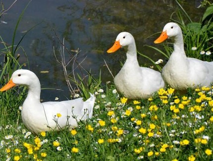 旱养肉鸭舍建设及消毒