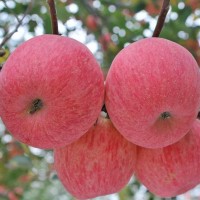 产地货源正宗洛川红富士甜脆大苹果洛川直发陕西洛川苹果新鲜水果