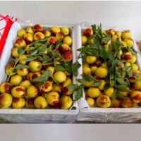 陕西大荔冬枣现摘当季脆甜冬枣产地直供冰糖大枣水果现发一件代发