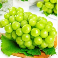 陕西阳光玫瑰葡萄 代发3斤整串新鲜当季水果爆甜青提非茉莉葡萄