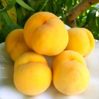 山东沂蒙黄金水蜜桃 代发3斤新鲜脆甜黄桃当季黄毛桃时令孕妇水果